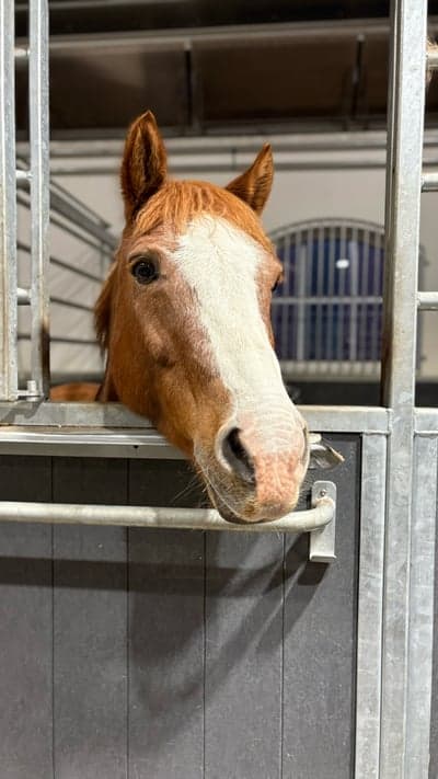 Gammal bild på bästa Marabou ❤️