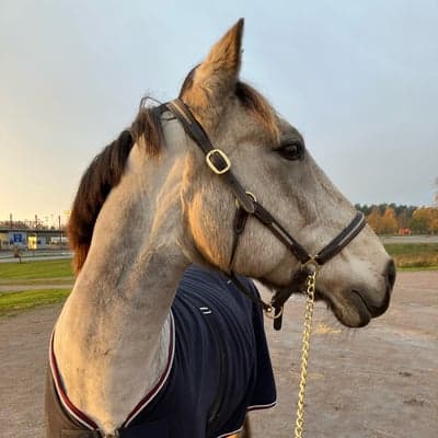 Profile