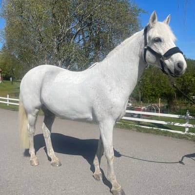 Royal george