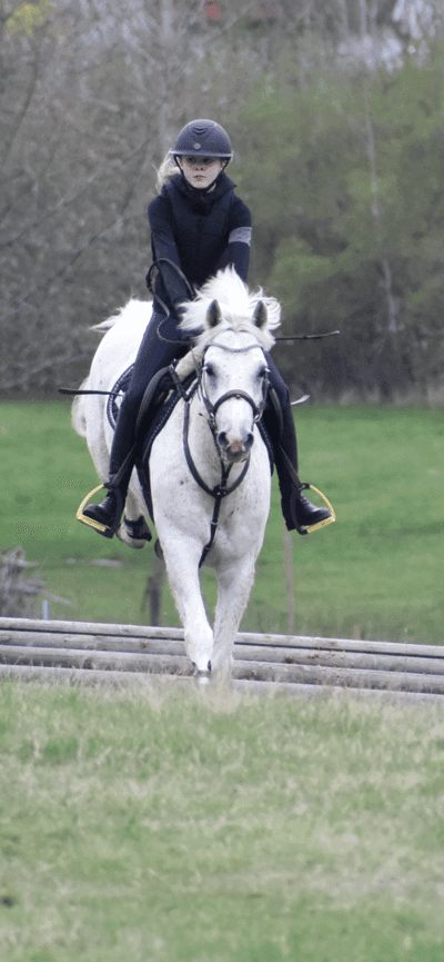 Personlig renrasig Connemara 